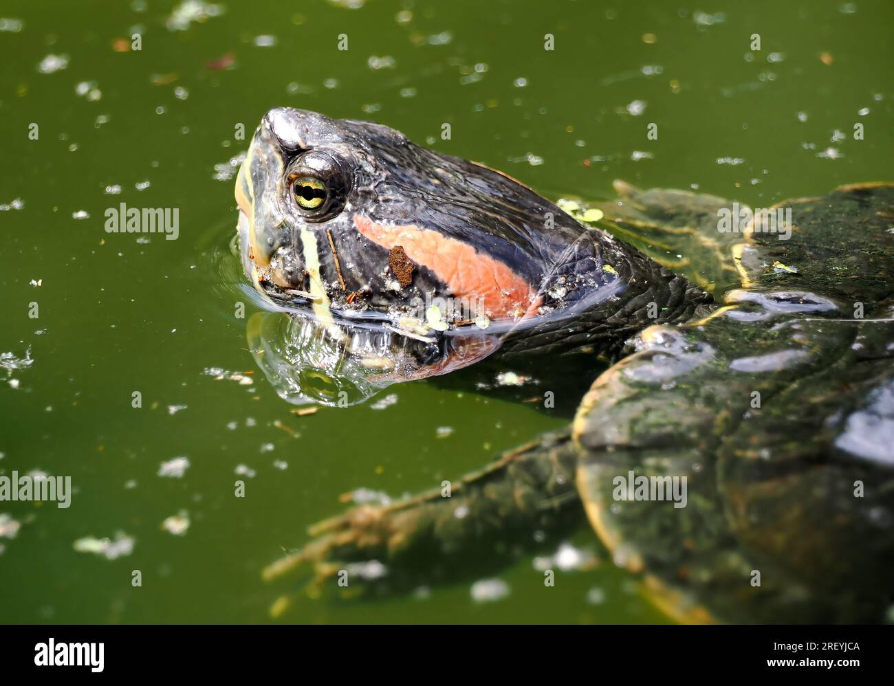 Cursore dalle orecchie rosse, terrapin dalle orecchie rosse, Rotwangen-Schmuckschildkröte, Tortue de Floride, Trachemys scripta elegans, vörösfülű ékszerteknős Foto Stock