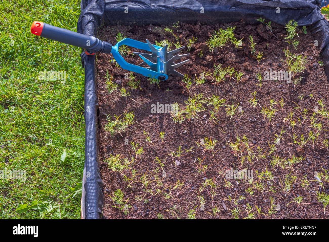 Vista ravvicinata del lievito in polvere per allentare il letto da giardino. Foto Stock