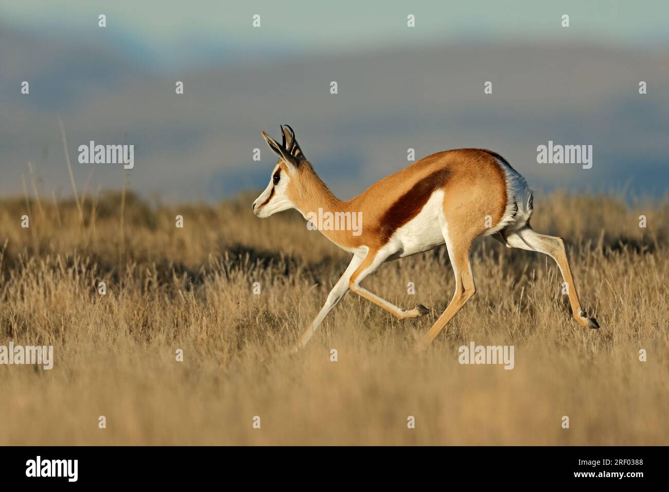 Un'antilope springbok (Antidorcas marsupialis) che corre, Mountain Zebra National Park, Sudafrica Foto Stock