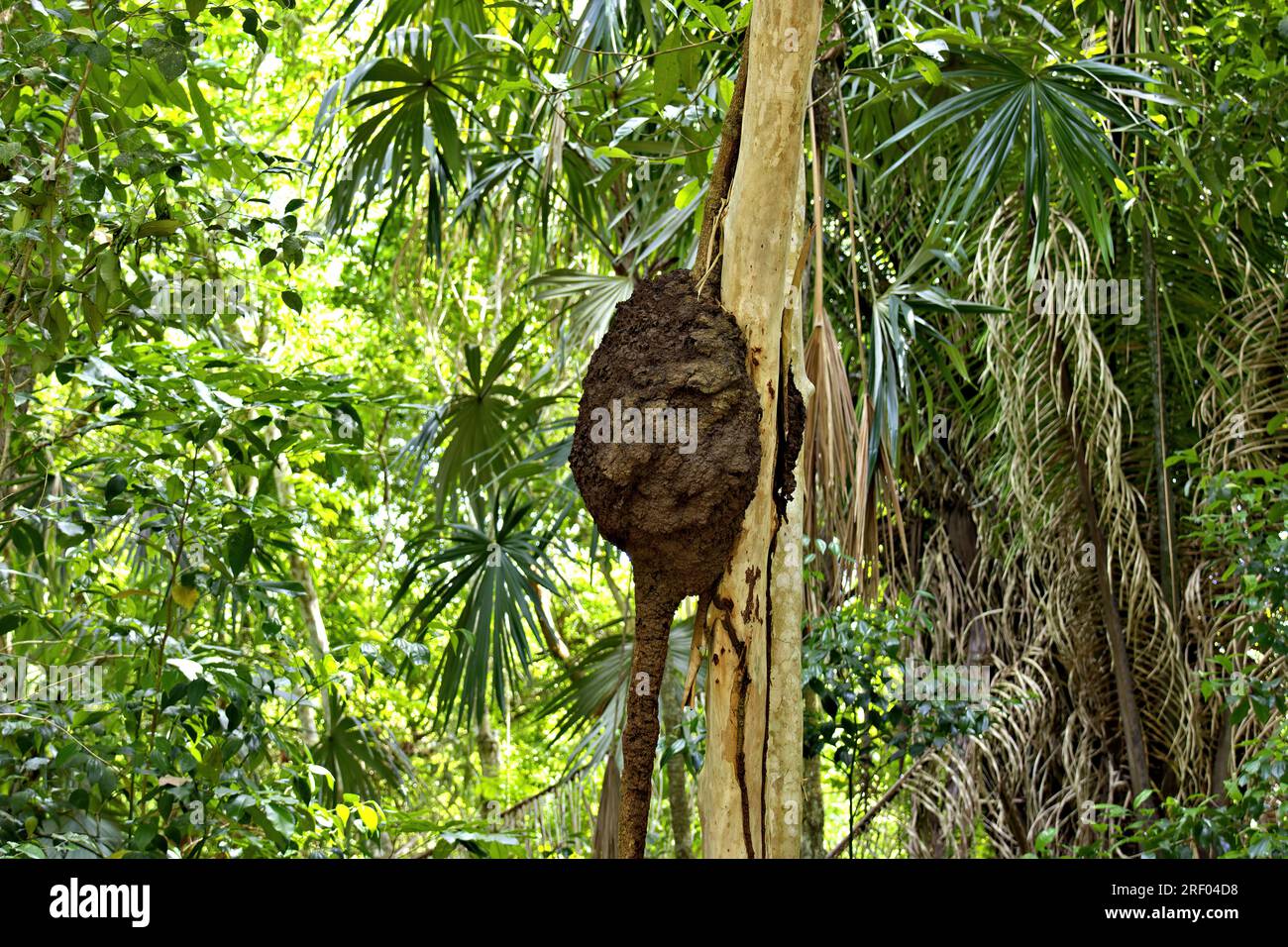 Termite Nest, Messico. Foto Stock