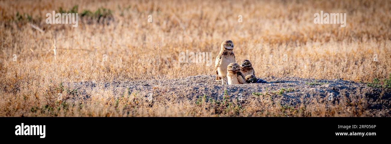 I piccoli gufi escono dalla loro tana Foto Stock