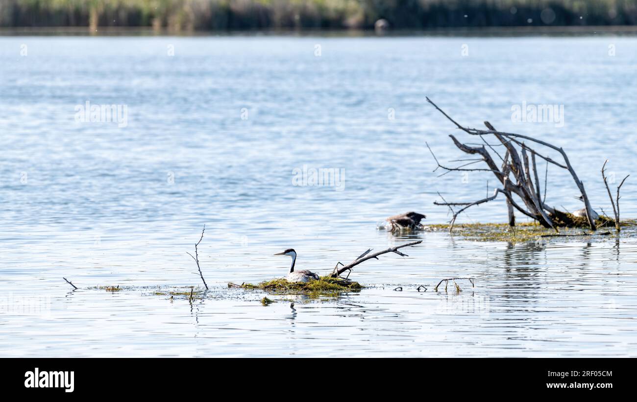 Anatra bianca e nera in un nido galleggiante Foto Stock