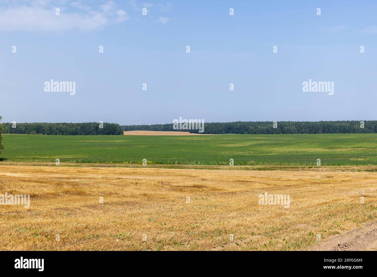 Un campo agricolo su cui rimane la paglia di grano dopo la raccolta del grano, un campo con cereali in estate Foto Stock