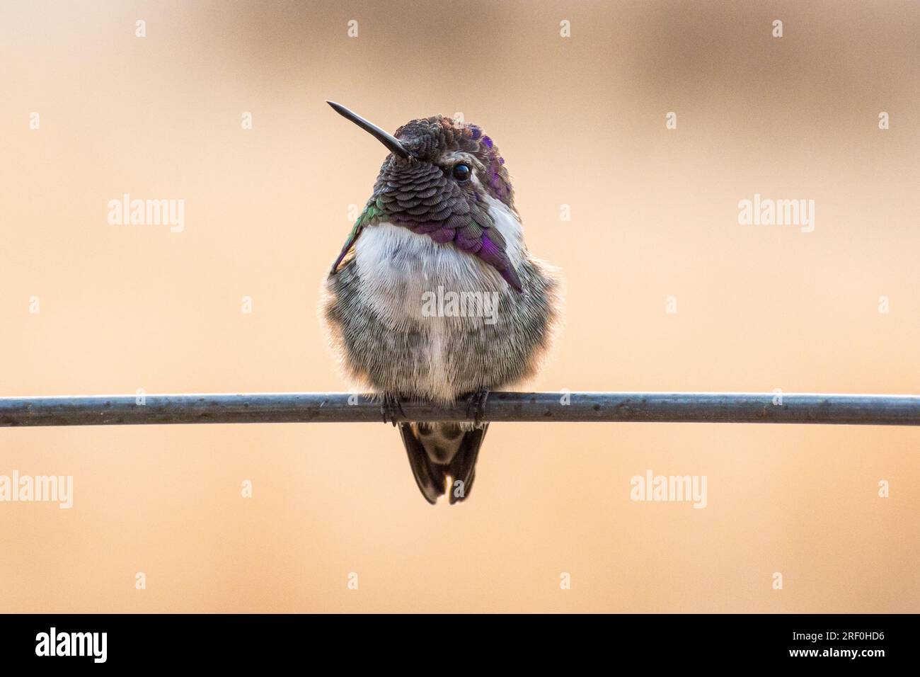 Un colibrì maschio della Costa (Calypte costae) si trova su una gabbia di pomodoro nella Calidfornia meridionale. Foto Stock