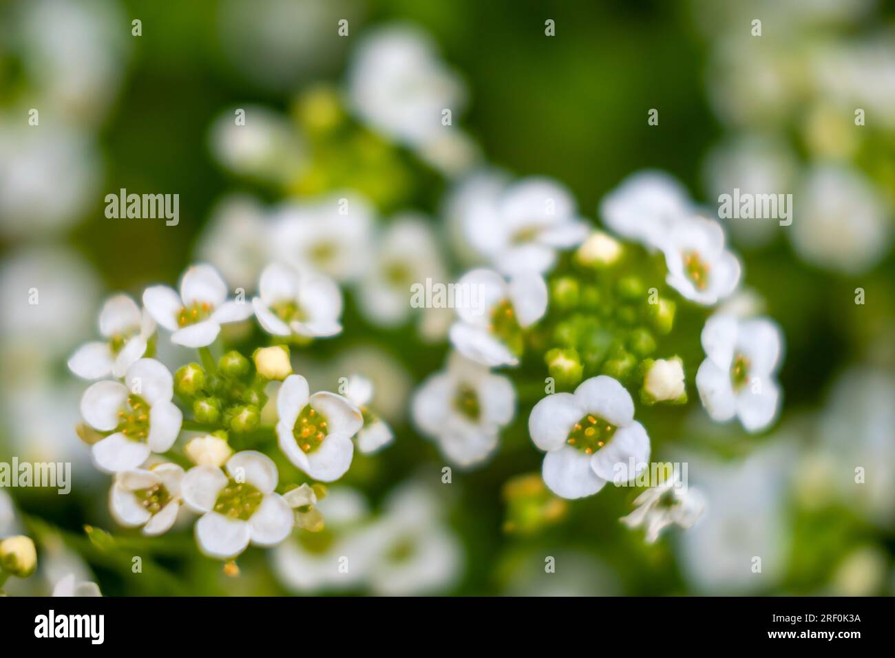 Primo piano di un fiore di Alyssum dolce in fiore (Lobularia Maritima) Foto Stock
