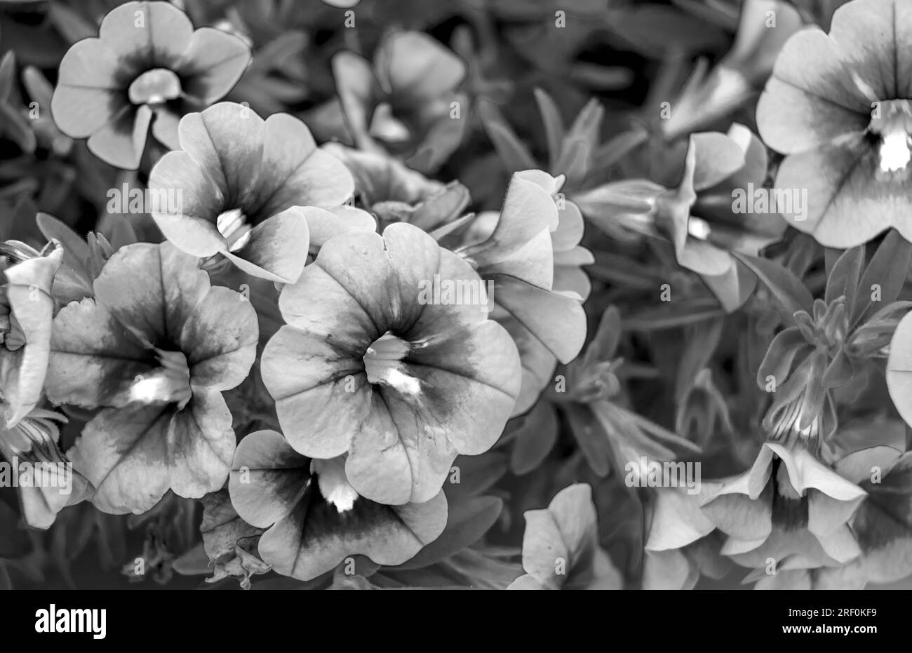 Primo piano di un fiore Calibrachoa splendidamente fiorito Foto Stock