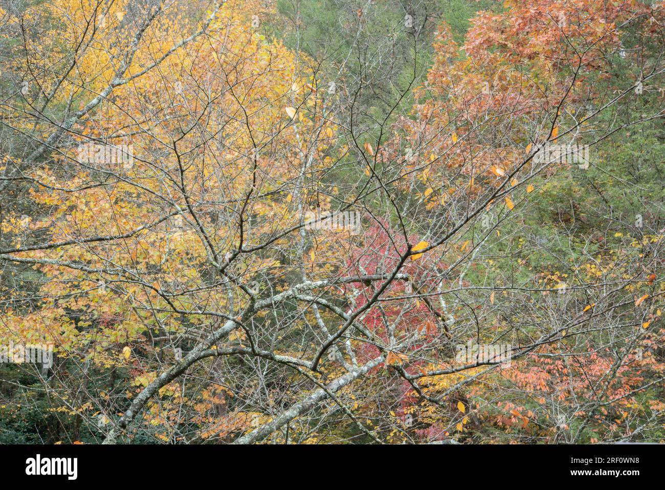 Colore autunnale sul Fayetteville Trail, New River Gorge National Park, West Virginia Foto Stock