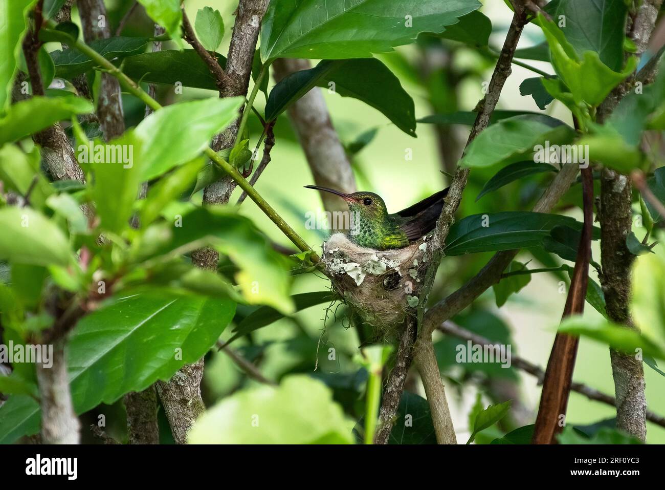 Un piccolo colibrì dalla coda rusca nel suo nido Foto Stock