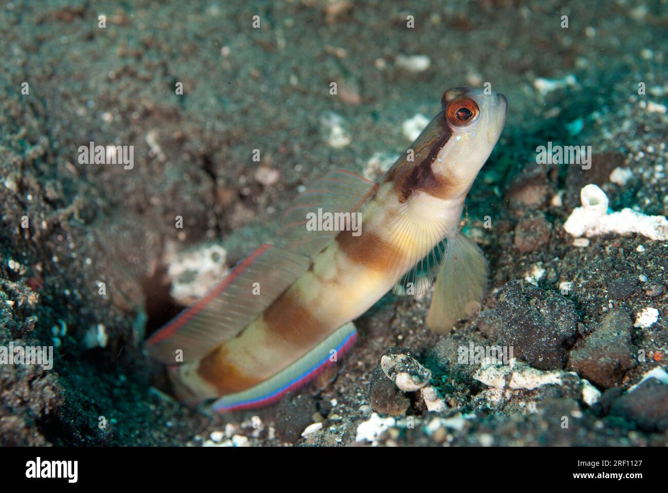 Shrimpgoby mascherato, Amblyeleotris gymnocephala, all'ingresso del buco, sito di immersione Retak Larry, stretto di Lembeh, Sulawesi, Indonesia Foto Stock