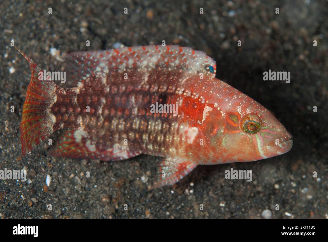 Twospot Wrasse, Oxycheilinus bimaculatus, sopra la sabbia, sito di immersione TK1, stretto di Lembeh, Sulawesi, Indonesia Foto Stock