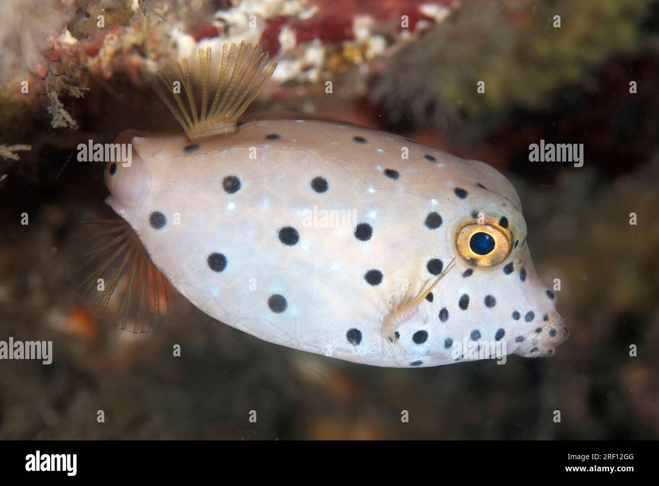 Boxfish giallo giovanile, Ostracion cubicus, sito di immersione delle Cascate nudi, stretto di Lembeh, Sulawesi, Indonesia Foto Stock