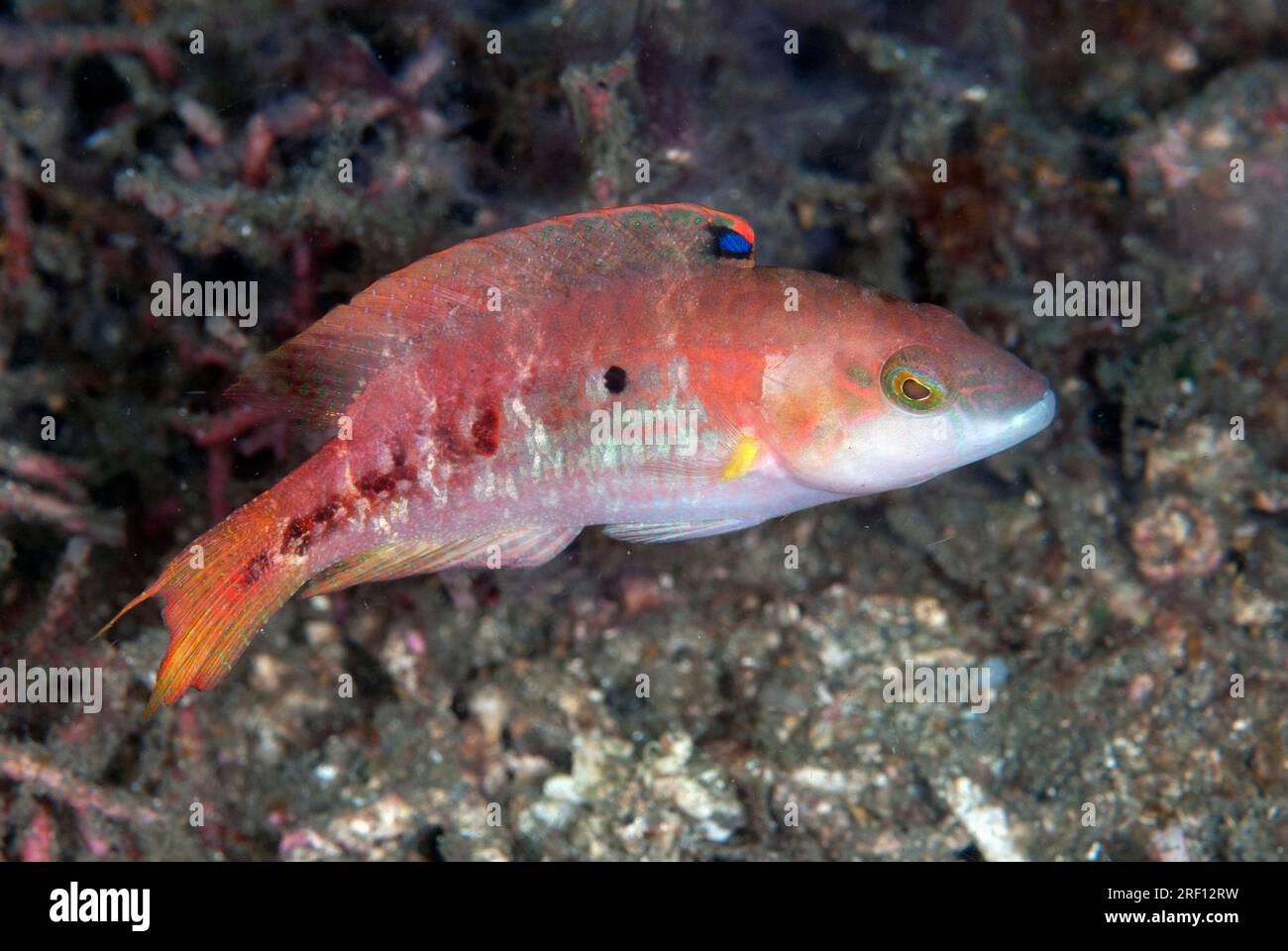 Doublespot Wrasse, Oxycheilinus bimaculatus, sito di immersione AW Shucks, stretto di Lembeh, Sulawesi, Indonesia Foto Stock