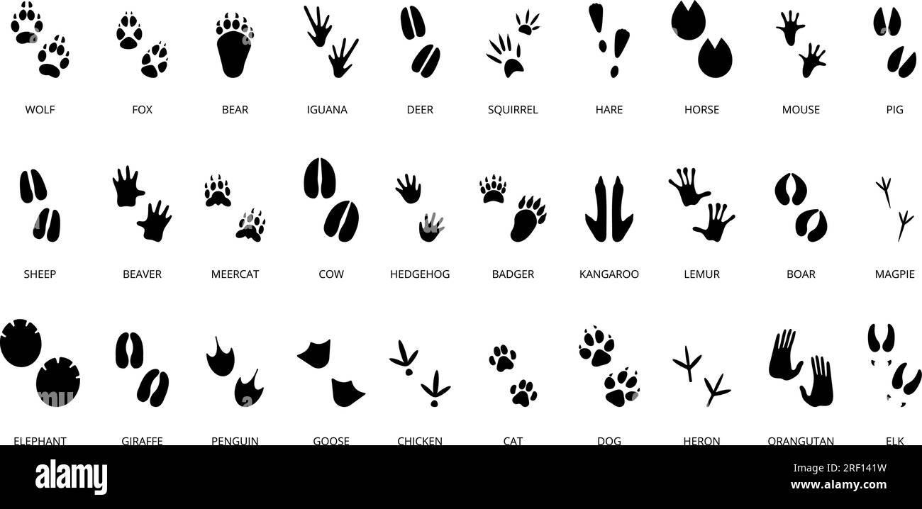 Impronte di animali neri. Impronte isolate di zampe di animali selvatici, lucertola, coccodrillo e gatto. Rettili e uccellini, un decente set di cacciatori vettoriali Illustrazione Vettoriale