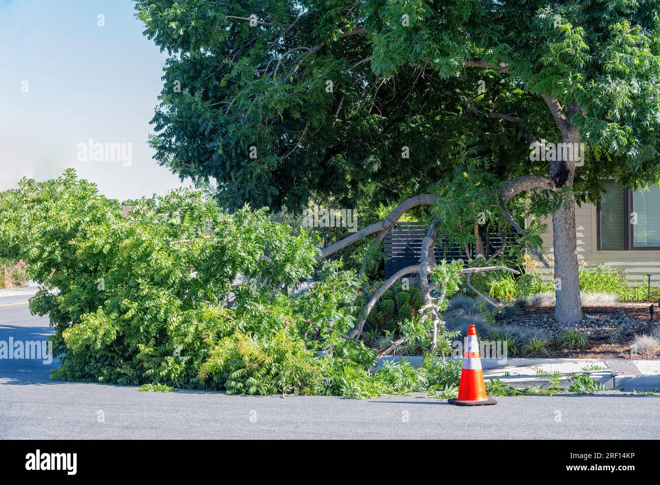 Pericoloso ramo di alberi caduti nel quartiere residenziale. Le cause possono includere tempeste, ambienti caldi e asciutti o il fatto che il ramo si estenda oltre Foto Stock