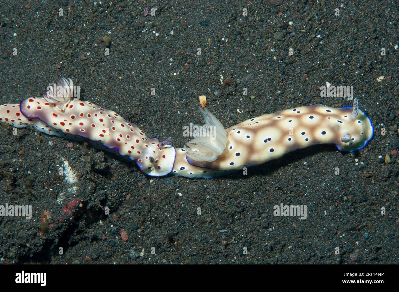 Coppia di Nudibranch di Tryon, Hypselodoris tryoni, che si uniscono, macchiate rosse e macchiate blu, sito di immersione Wreck Slope, Tulamben, Karangasem, Bali, Foto Stock