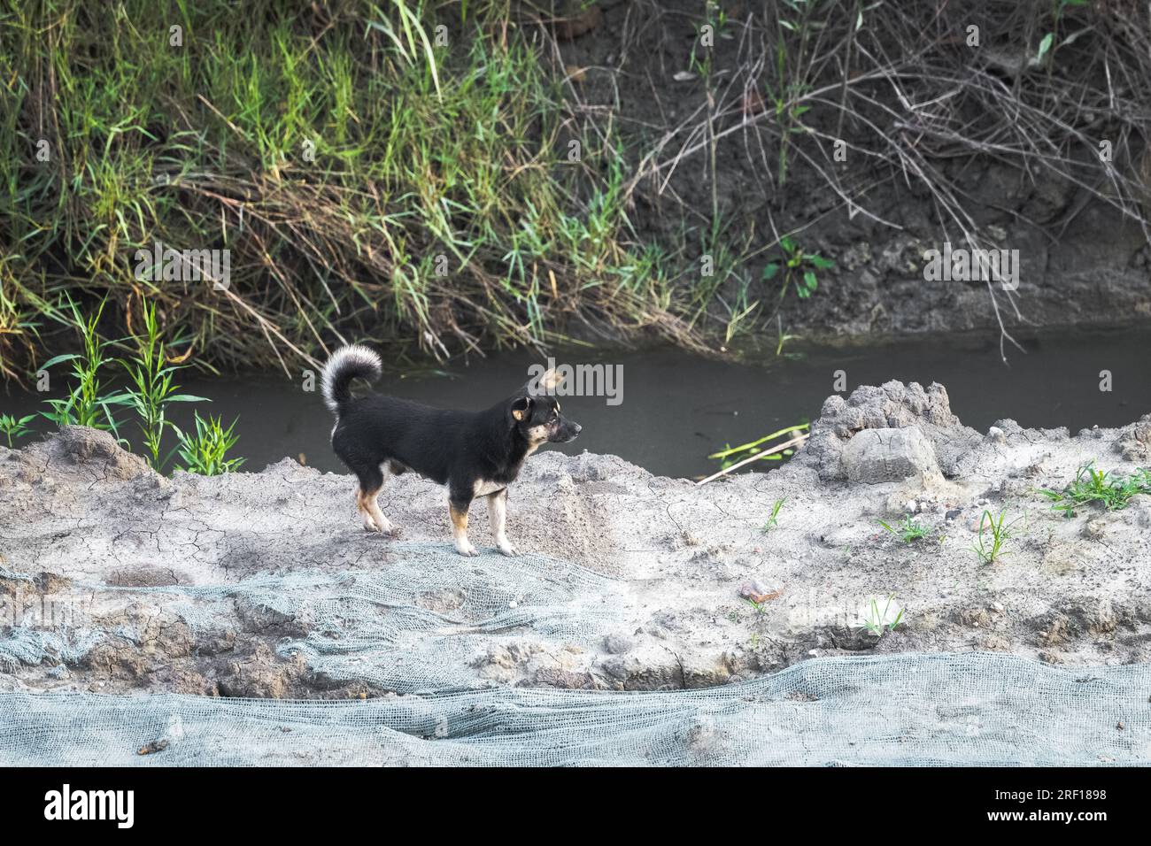 Il piccolo cane che cammina da solo sulla riva del fiume. Foto Stock