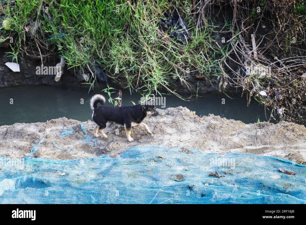 Il piccolo cane che cammina da solo sulla riva del fiume. Foto Stock