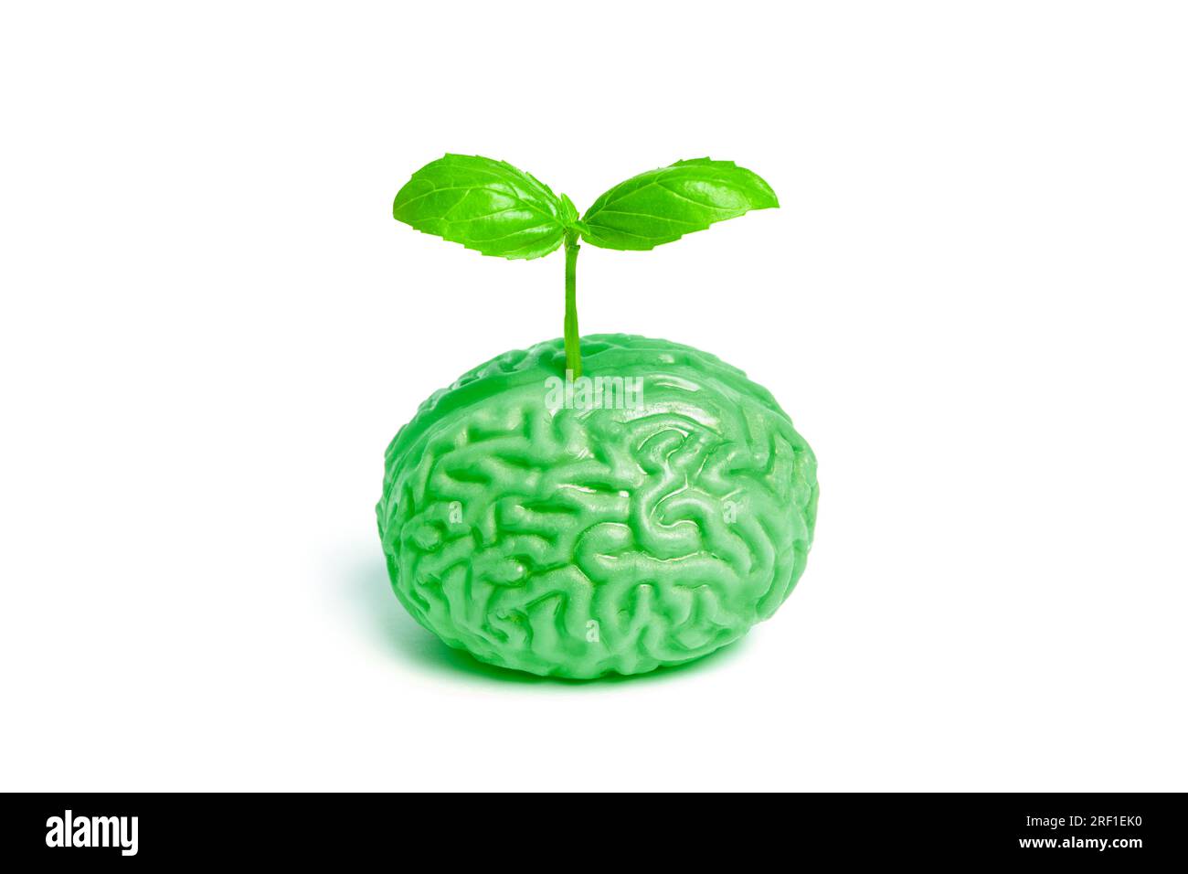 Il vibrante germoglio verde della pianta emerge da un modello anatomico del cervello umano. Rappresentazione simbolica del ringiovanimento e della vitalità Foto Stock