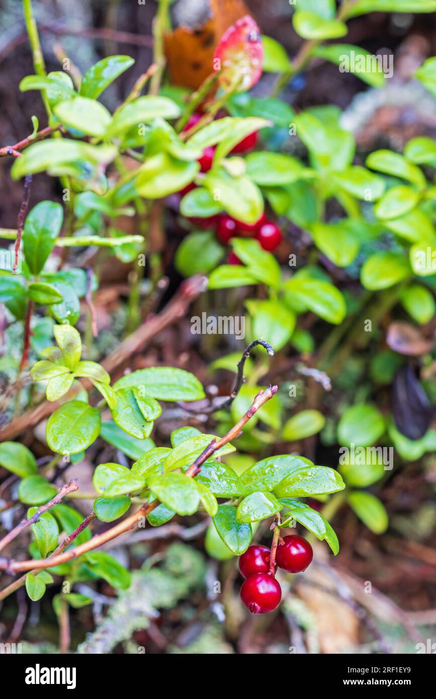 Lingonberry rosso con foglia verde Foto Stock