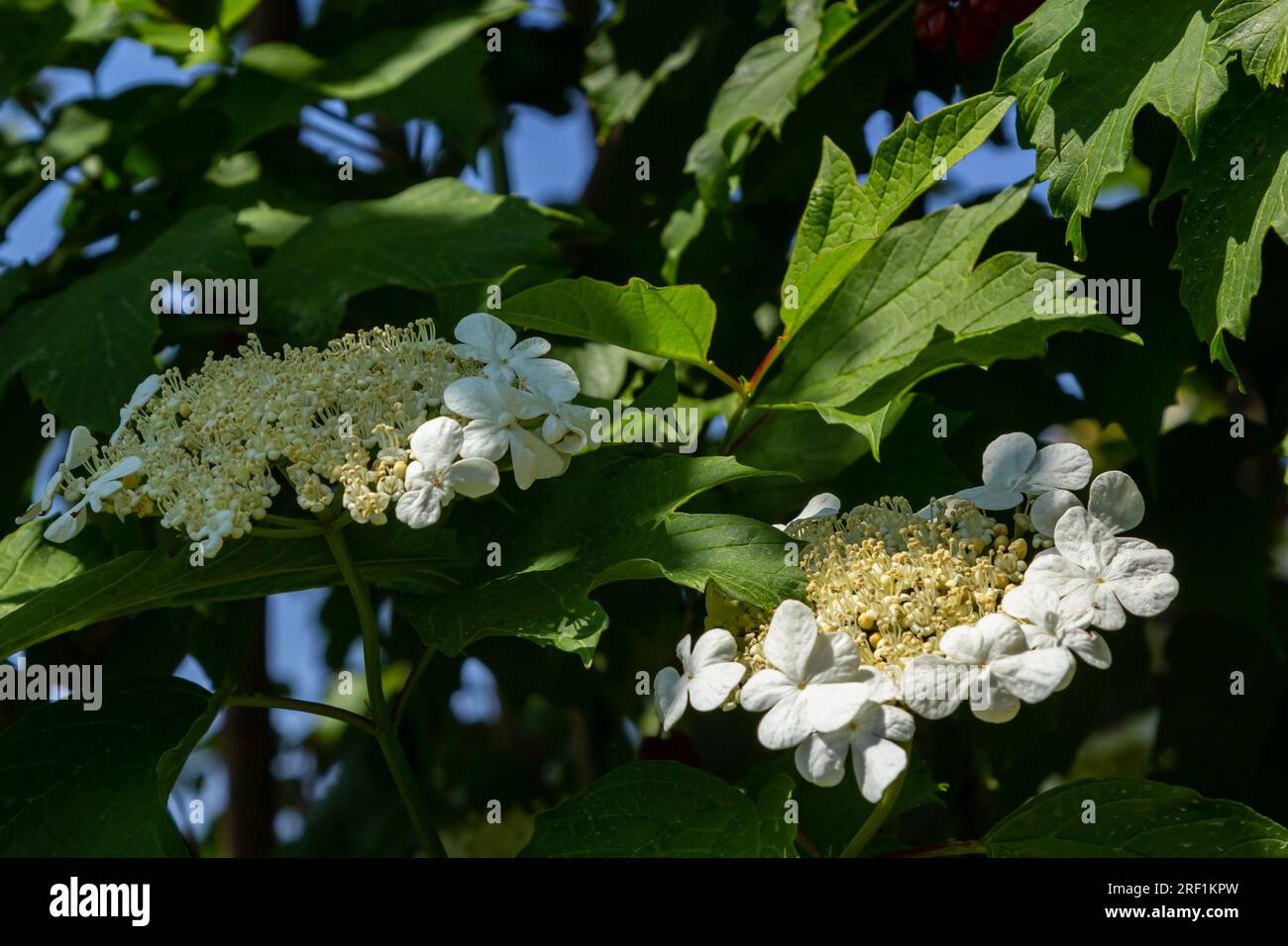 Guelder Rose Bush. Foto in giardino. Viburnum Flowers Bloom. Foto Stock