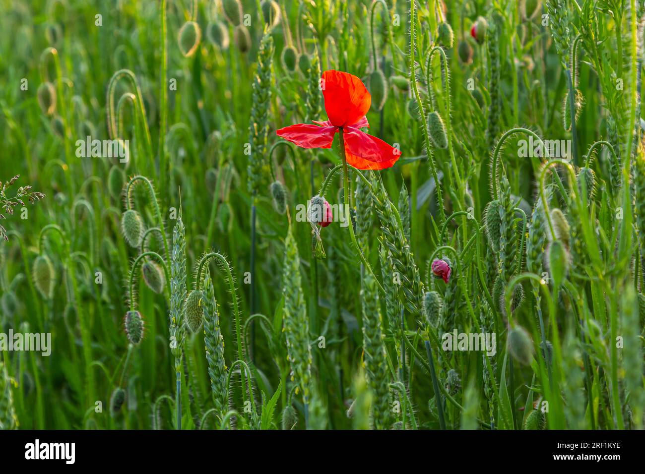 Papaver rhoeas o papavero comune, papavero rosso è una pianta erbacea fioritura annuale nella famiglia papavero, Papaveraceae, con petali rossi. Foto Stock