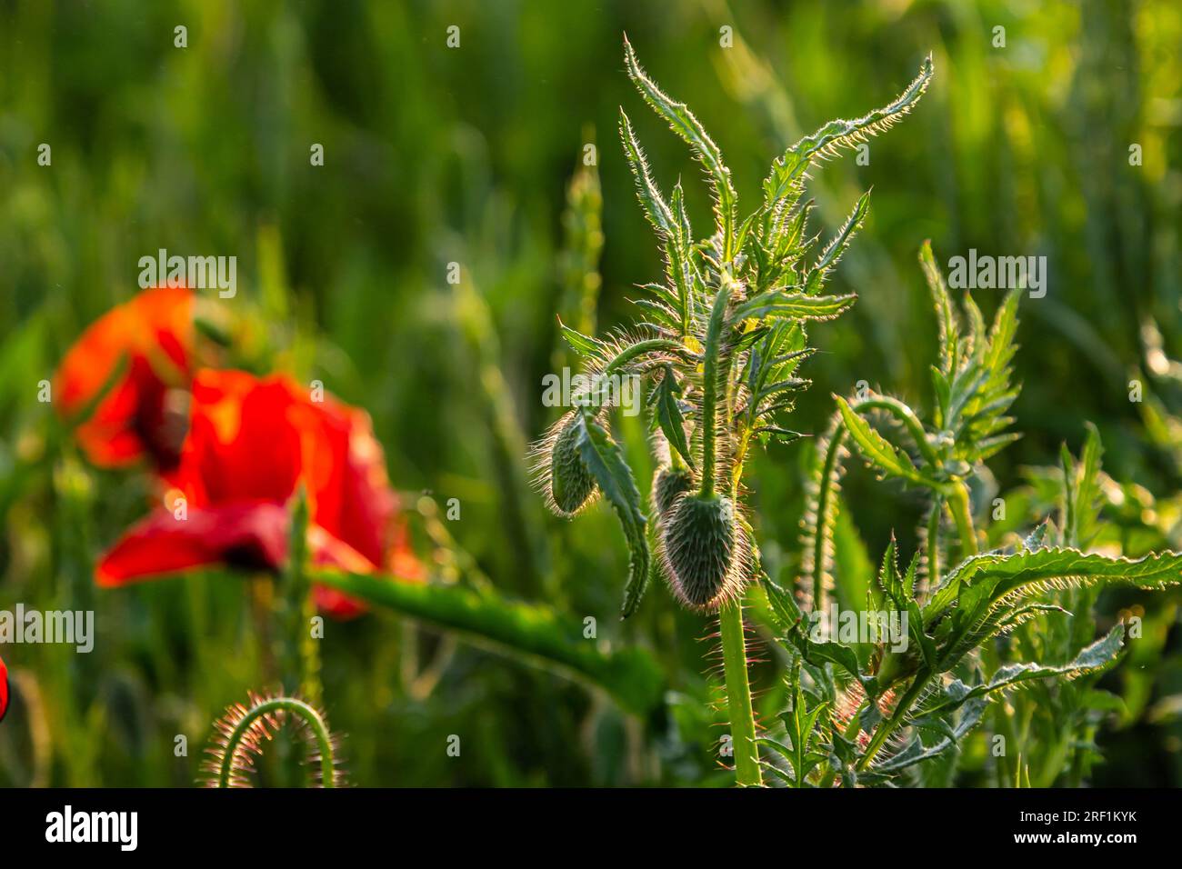 Papaver rhoeas o papavero comune, papavero rosso è una pianta erbacea fioritura annuale nella famiglia papavero, Papaveraceae, con petali rossi. Foto Stock