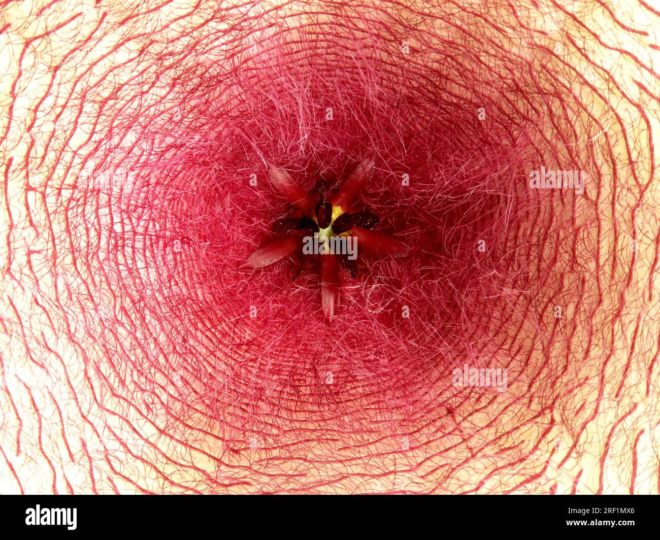 Stapelia gigantea fiore di carota Foto Stock