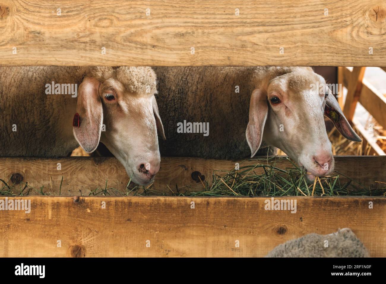 Pecore femmine in stalla da latte, concentrazione selettiva Foto Stock