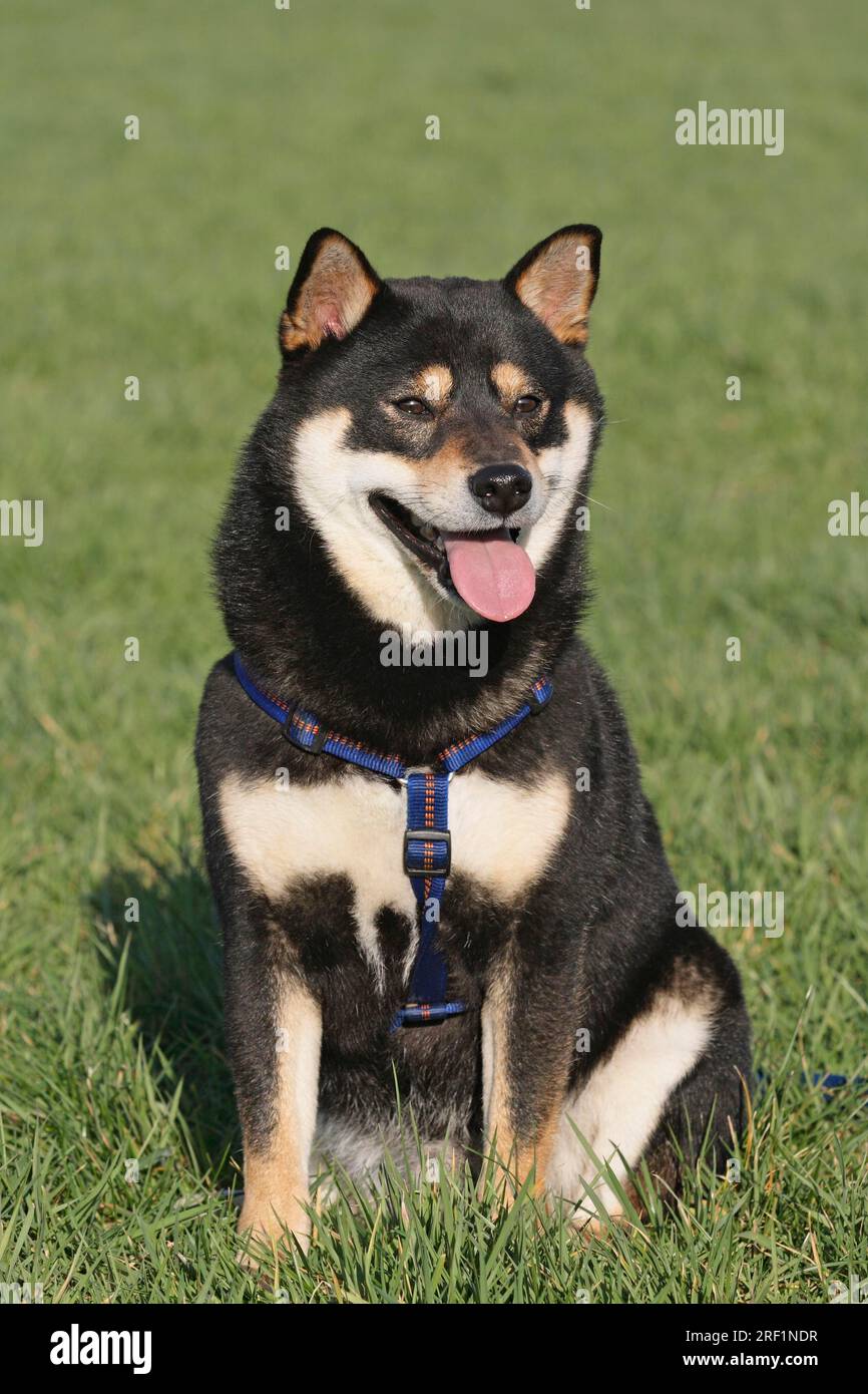 Shiba Inu seduto sul prato ulteriori motivi su questo tema su richiesta Foto Stock