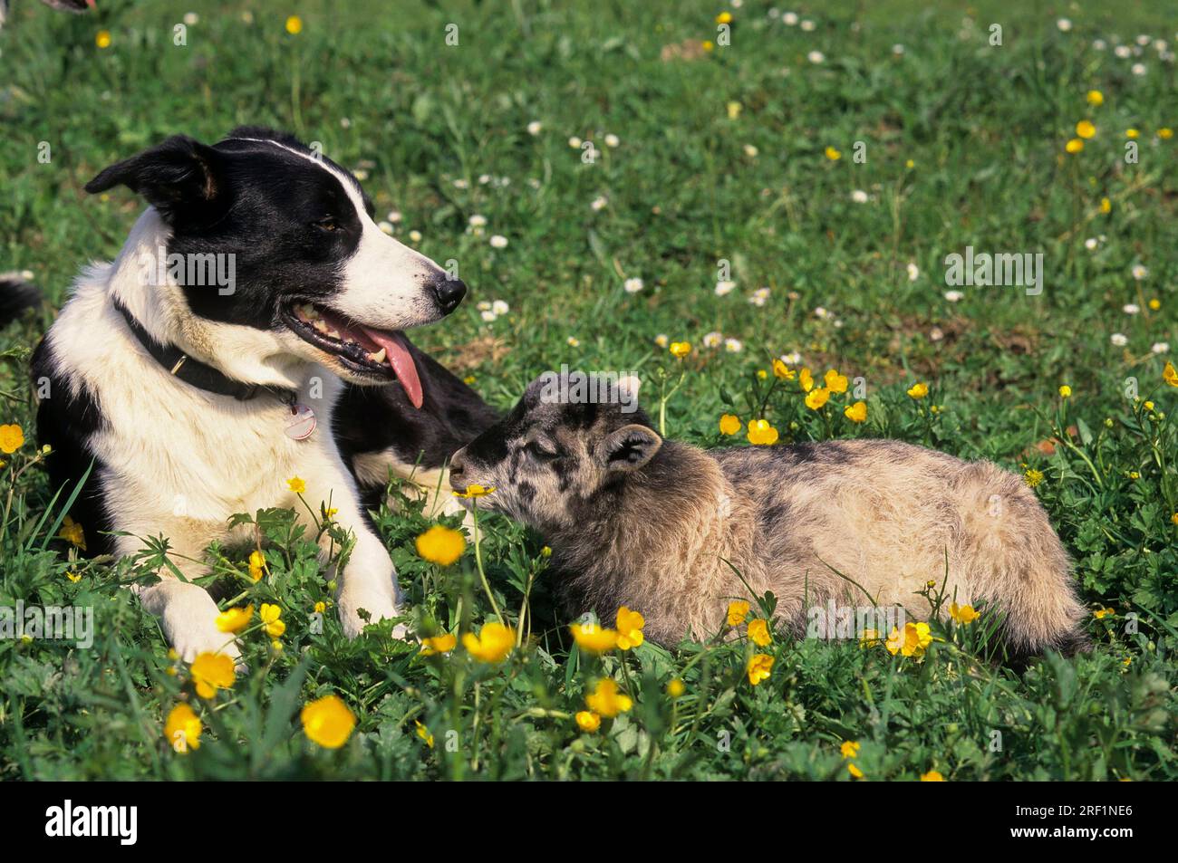 Agnello Heidschnuck con bordo Collie FCI, standard N. 297 Foto Stock