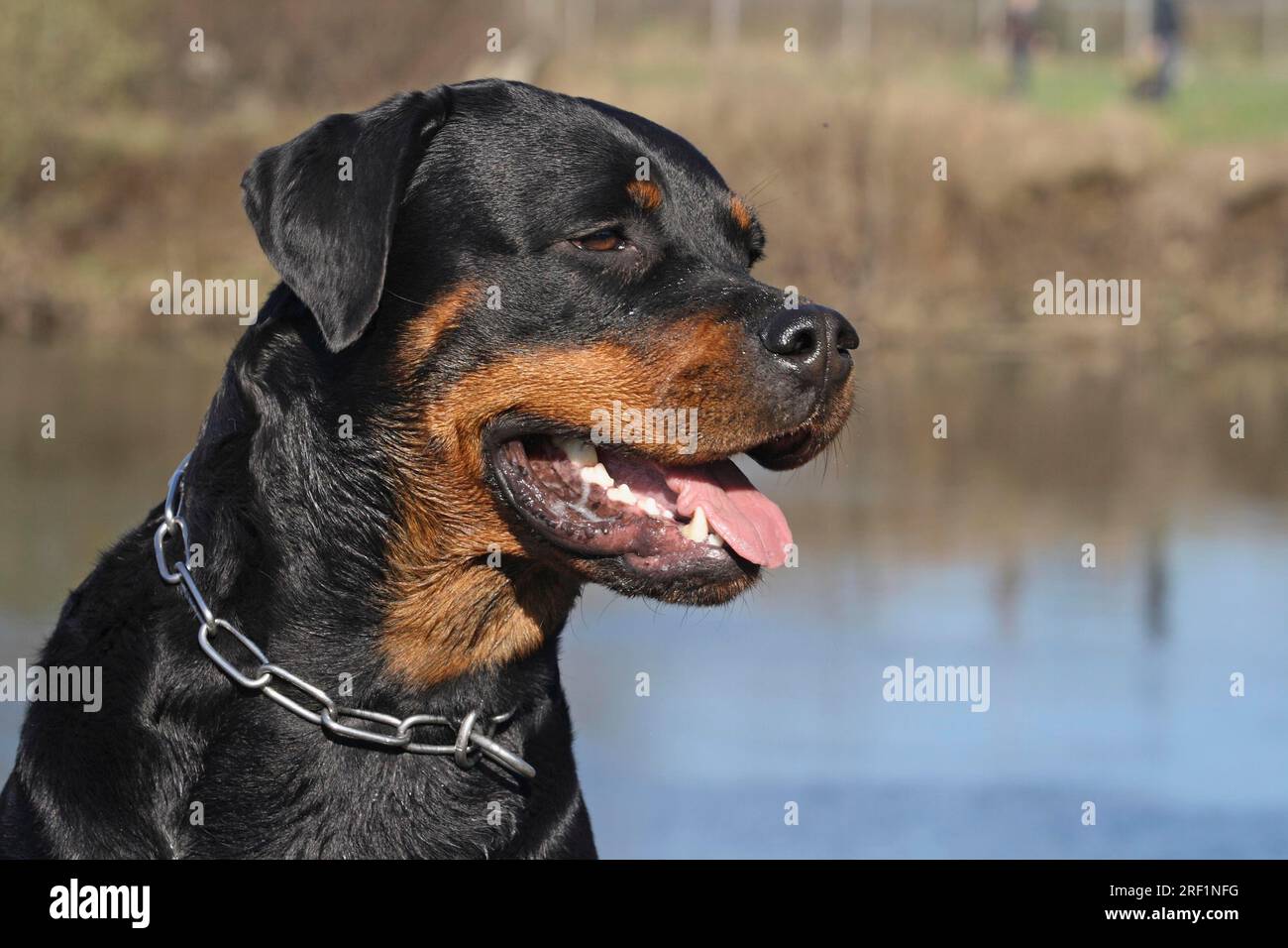 Rottweiler ritratto, head shot più motivi su questo soggetto su richiesta Foto Stock