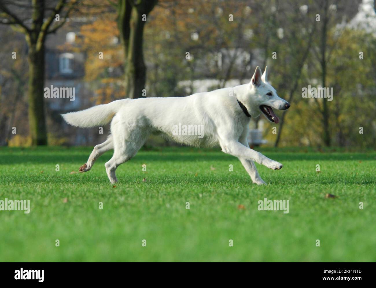 White Shepherd che attraversa un prato, White Swiss Shepherd, Berger Blanc Suisse, FCI Standard No. 347 (provvisorio), White Swiss Shepherd, Running Foto Stock
