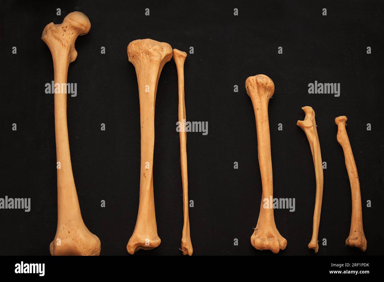 Ossa dello scheletro umano primo piano su sfondo nero come materiale medico didattico per gli studenti. Foto Stock