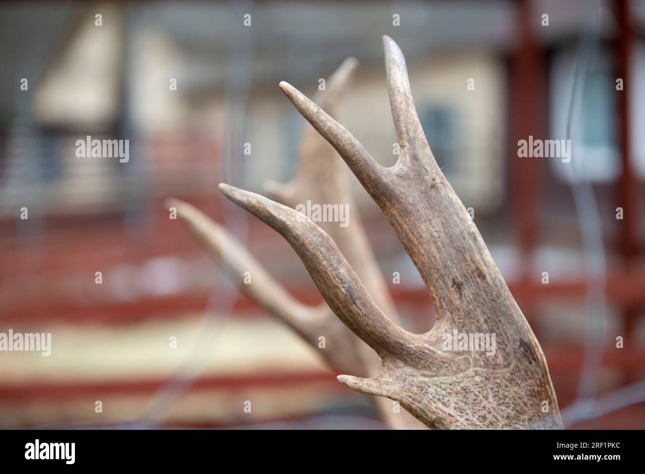 Primo piano di Antler di un cervo europeo. Foto Stock
