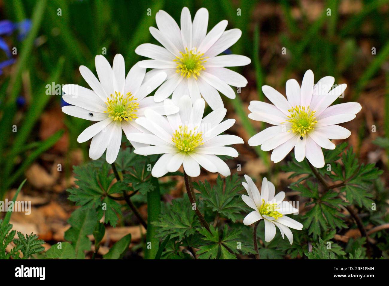 Fiore del vento greco (Anemone blanda), anemone balcanico, anemone balcanico Foto Stock