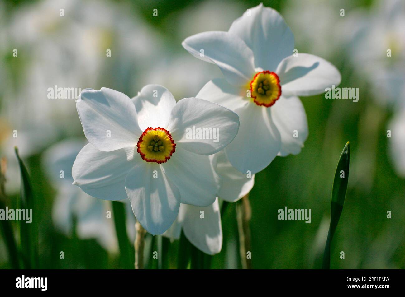 Narciso del poeta (Narciso poeticus) "Actaea", narciso del poeta Foto Stock