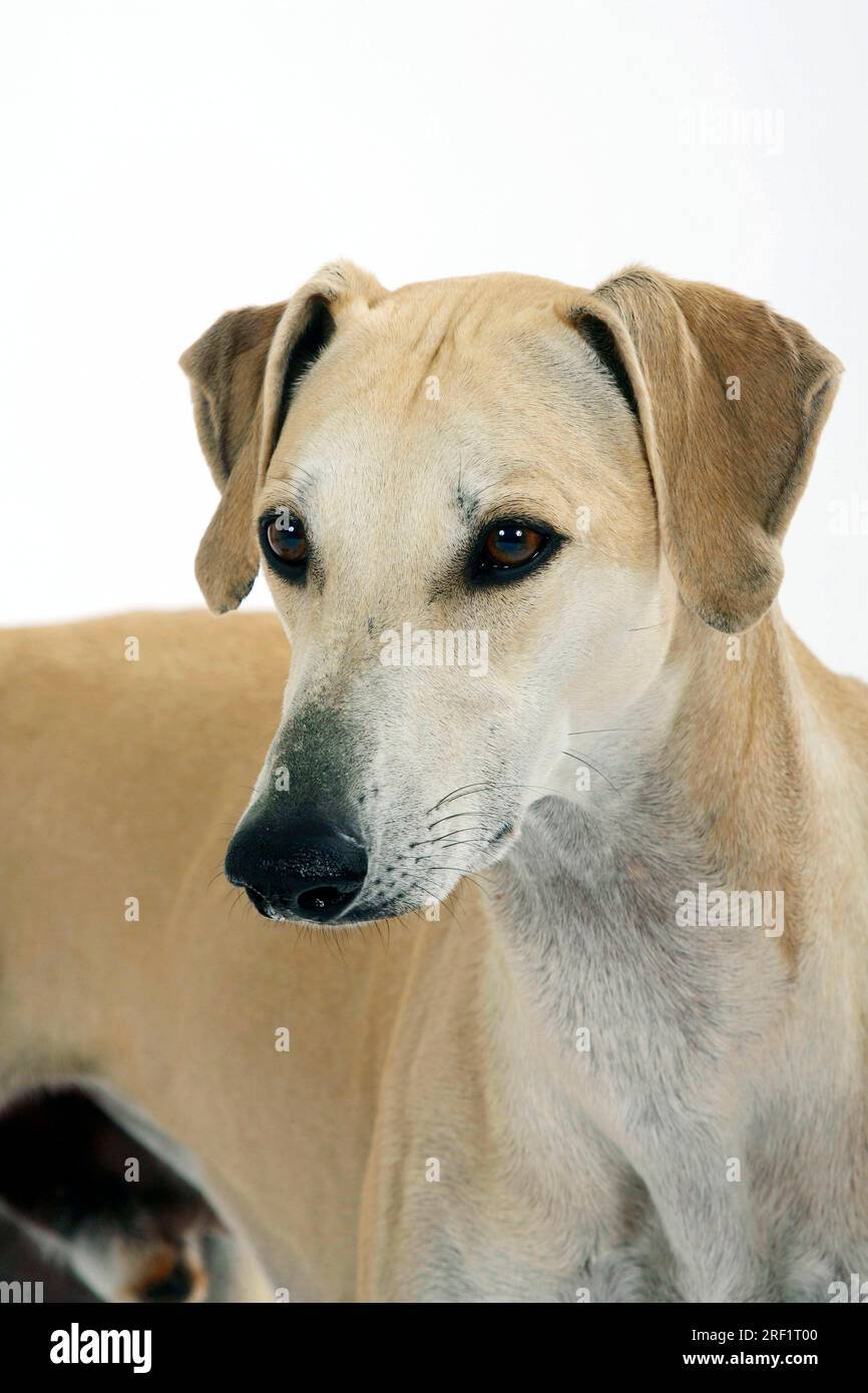 Sloughi, levriero arabo, Slughi Foto Stock