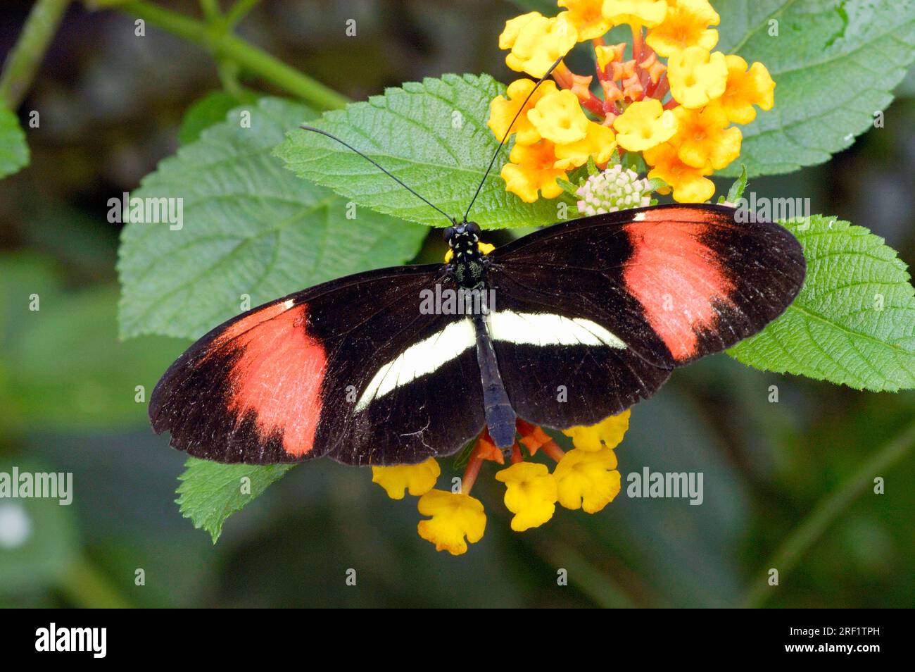 Piccolo corriere di lettere (Heliconius erato), Red Passionflower Butterfly, Crimson Spotted Longwing Foto Stock
