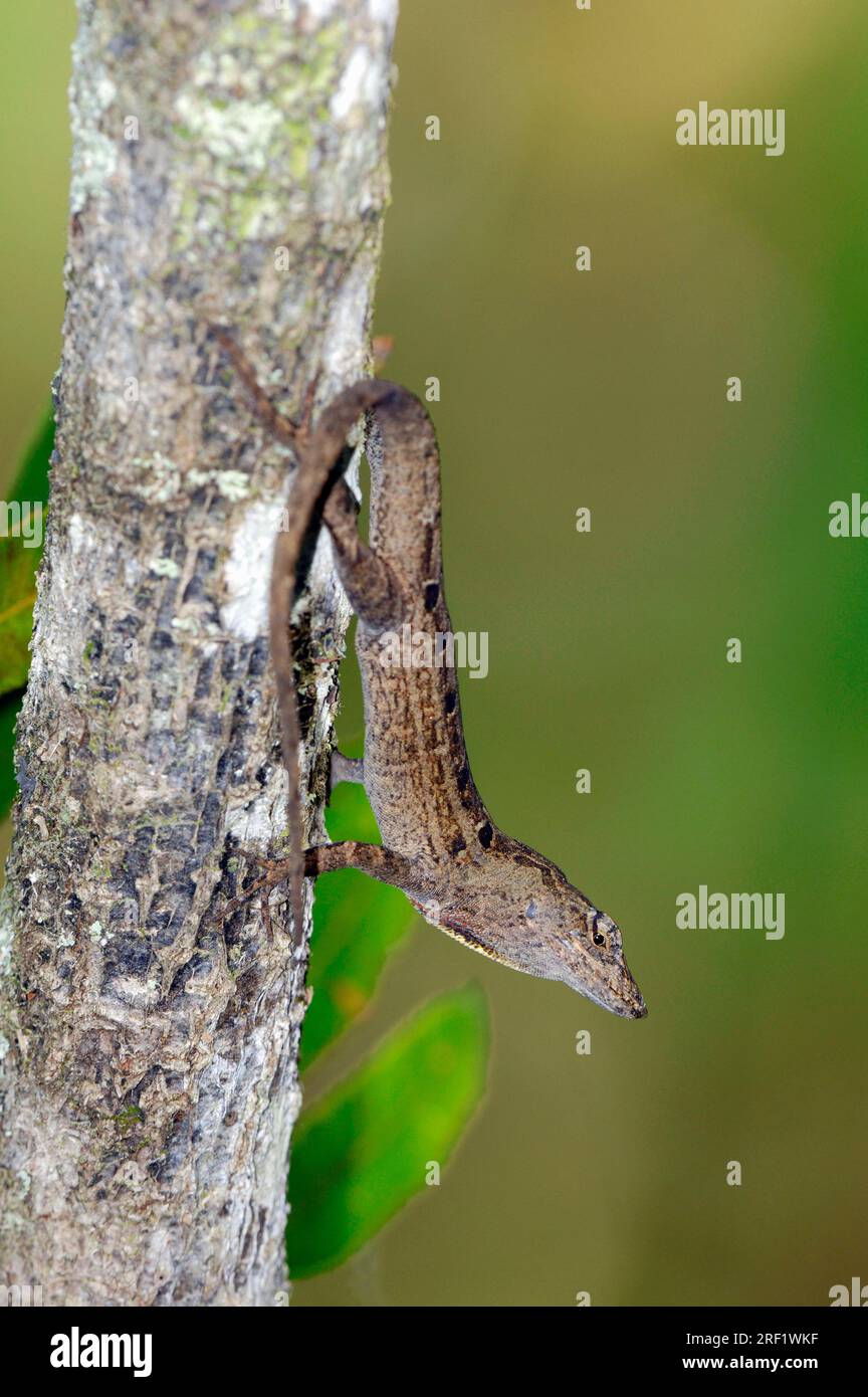 Anolo marrone (Anolis sagrei), Corkscrew Swamp Sanctuary, Florida, Cuban Anolis, USA Foto Stock