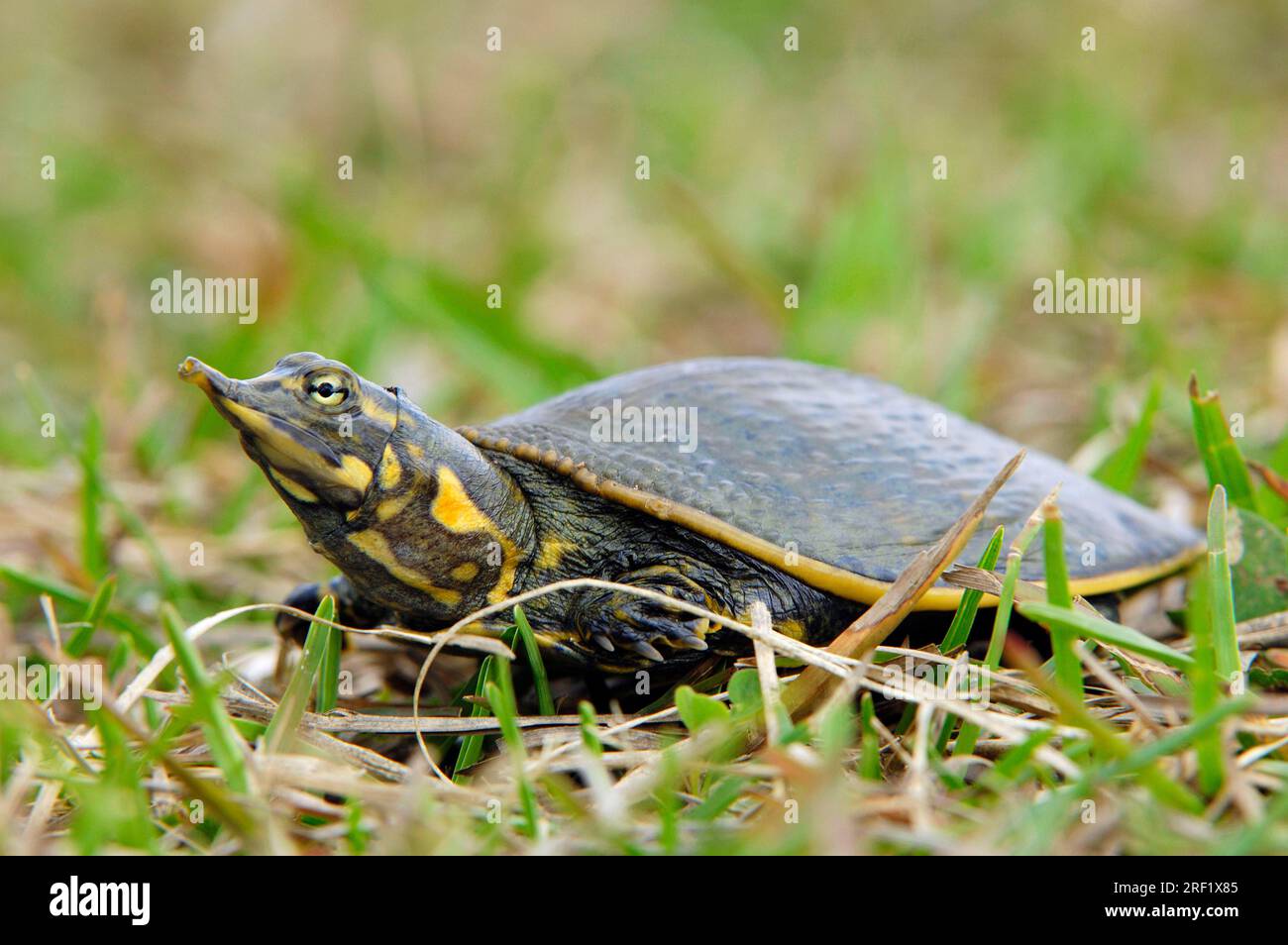 Young Florida Softshell Turtle (Apalone ferox), Everglades National Park, Florida, USA (Trionyx ferox) Foto Stock