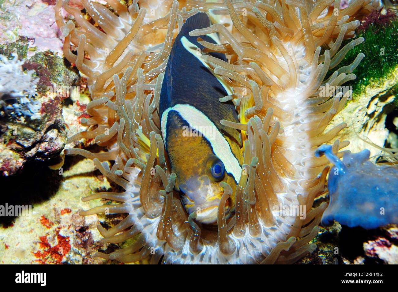 L'anemonefish di Clark (Amphiprion clarki), la pancia dorata, il pesce pagliaccio di Clark Foto Stock