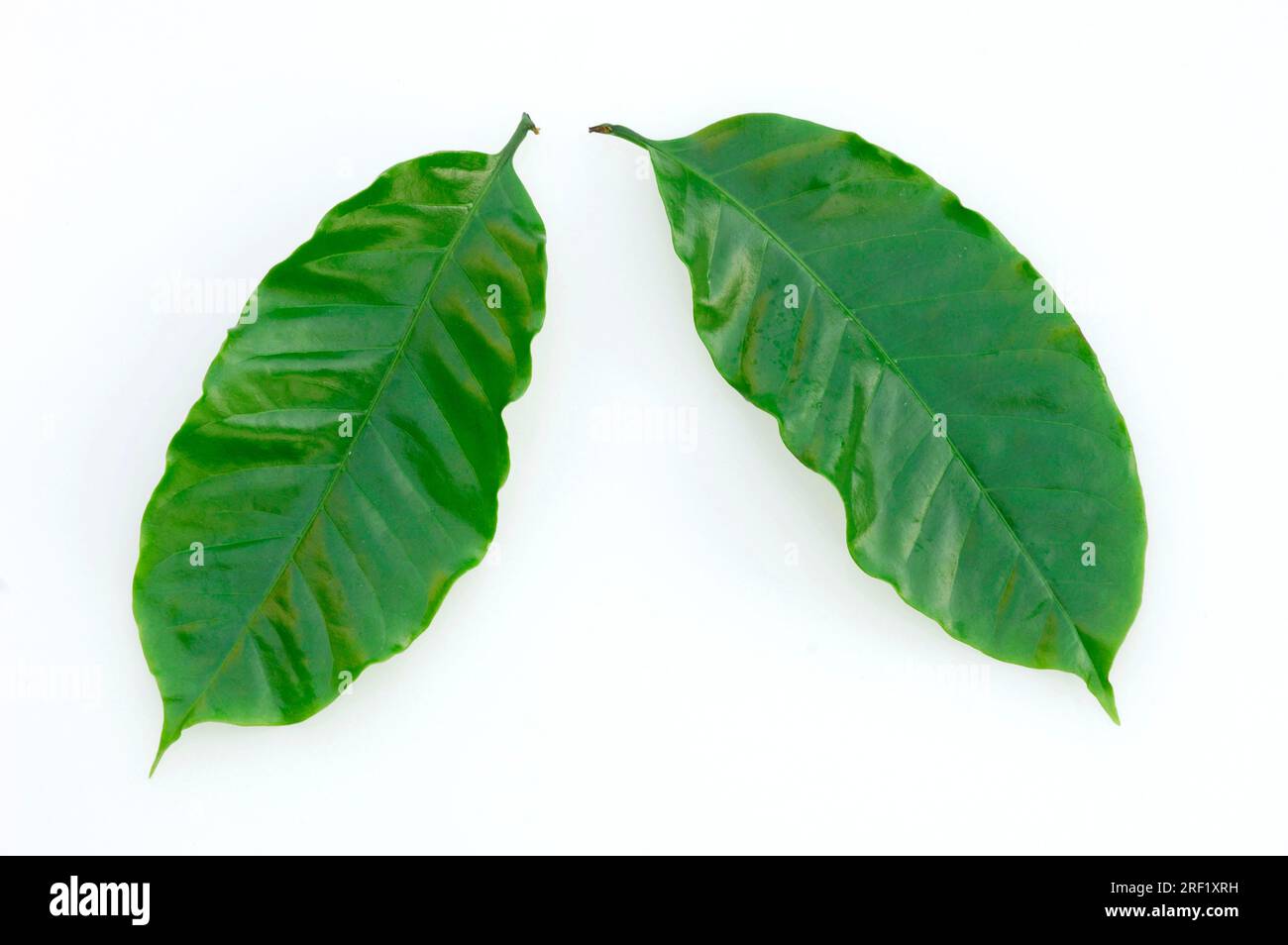 Caffè (Coffea arabica) pianta, foglie Foto Stock