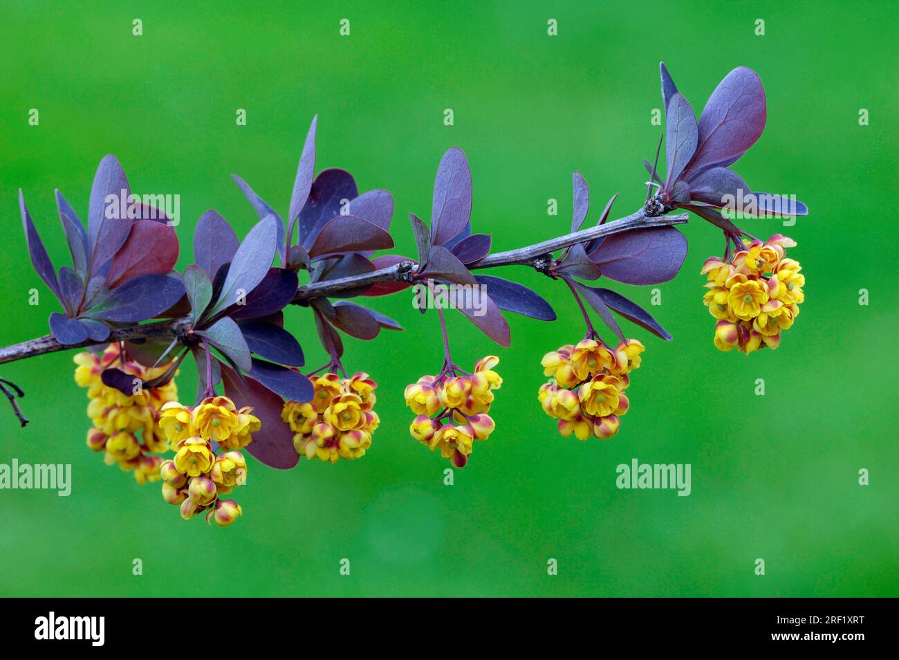 Barberry giapponese (Berberis thunbergii), Berberidaceae Foto Stock