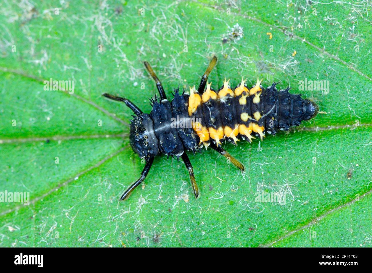 Lady Beetle asiatica multicolore (Harmonia axyridis), larva, Renania settentrionale-Vestfalia, Germania, Lady Bird asiatica multicolore Foto Stock