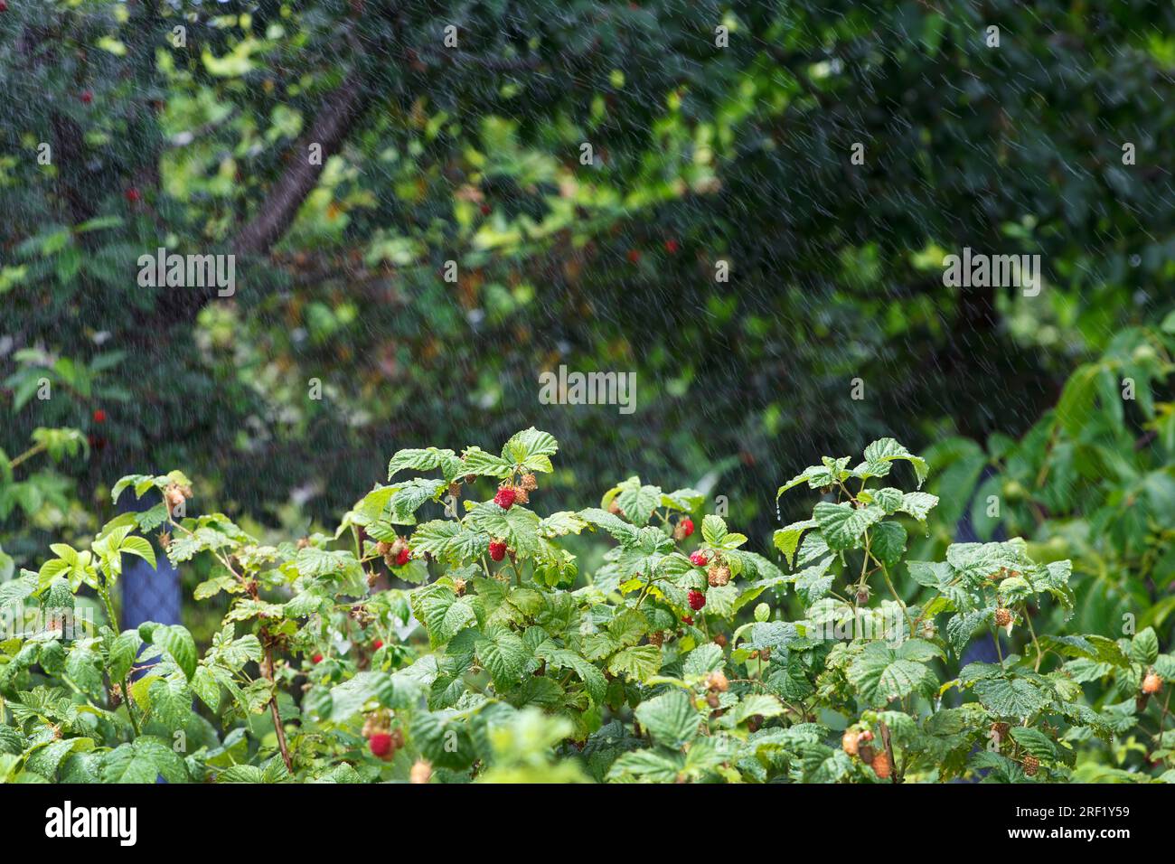 Irrigazione, irrigazione nel giardino di cespugli di lamponi stagionati, in estate con clima caldo e secco Foto Stock