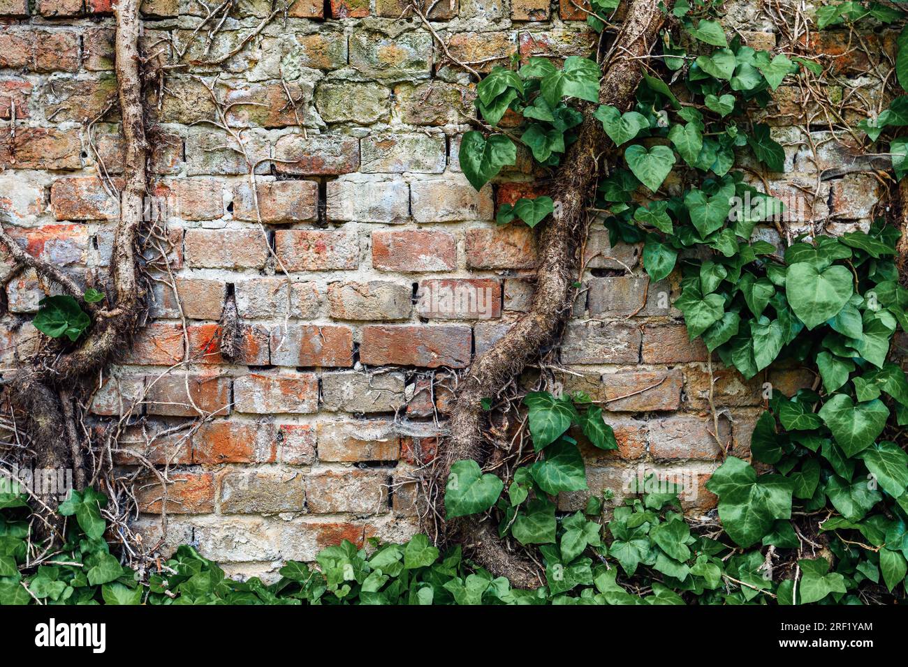 edera strisciante a forma di cuore che cresce contro il vecchio muro del cimitero in mattoni, verde e lussureggiante fogliame Foto Stock