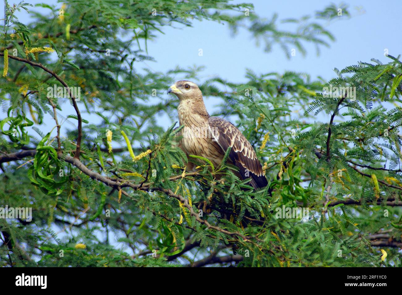 Buzzard di miele orientale (Pernis ptilorhynchus), giovanile, Keolade, Buzzard di miele crestata, Ghana, India Foto Stock