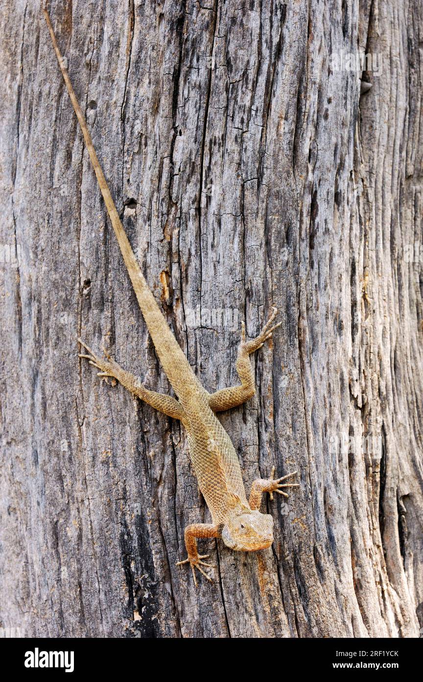 Lizard mutevole, maschio, parco nazionale Keoladeo Ghana, Rajasthan, India, Oriental Garden Lizard (Calotes versicolor), Bloodsucker Lizard Foto Stock