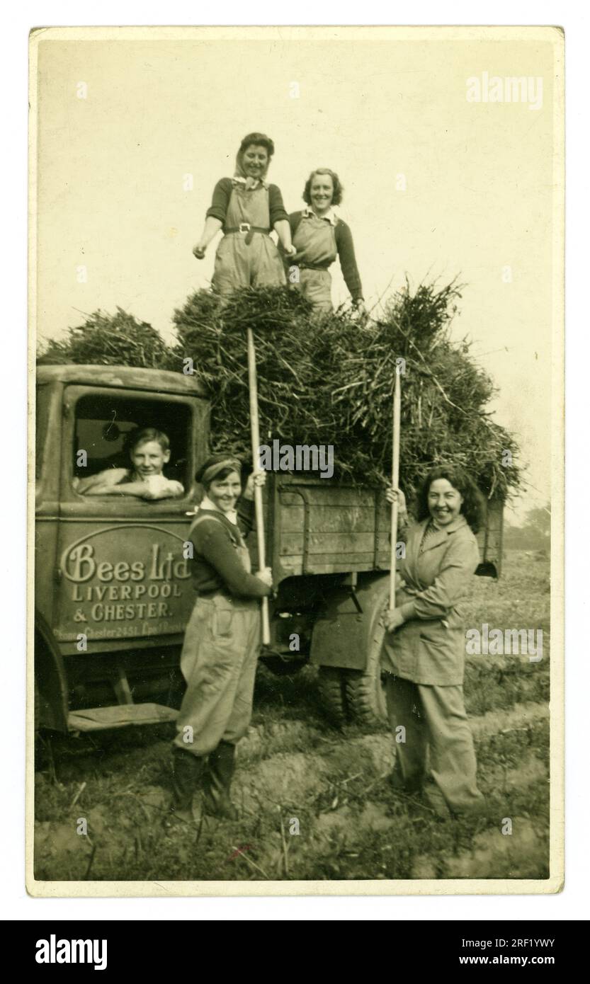 Era originale della seconda guerra mondiale, cartolina degli anni '1940 con ragazze sorridenti del Land Army, che indossano i tipici indumenti da lavoro casual con salopette e foulard. Sul retro della cartolina è scritto "impilare i fagioli" - ma sembra che stiano portando la paglia di fagioli lasciata dopo la raccolta dei fagioli - utilizzata per il foraggio degli animali. Le ragazze stanno accumulando la paglia di fagioli in un camion di carico Bees Ltd. Guidato da un giovane - scritto sulla porta del camion è Signage Bees Ltd, Liverpool e Chester. Con un numero di telefono Chester. Cheshire, Inghilterra, Regno Unito Foto Stock