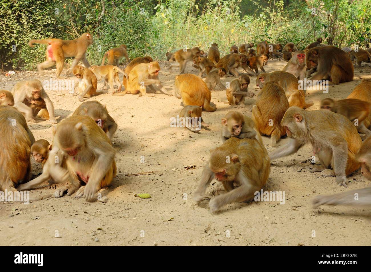 Scimmie rhesus, parco nazionale di Keoladeo Ghana, Rajasthan, India, Rhesus Macaque (Macaca mulatta) Foto Stock